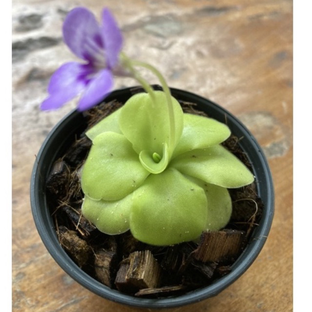 ต้นพิงกุย pinguicula ⚡️หลายชนิด⚡️ พืชกินแมลง