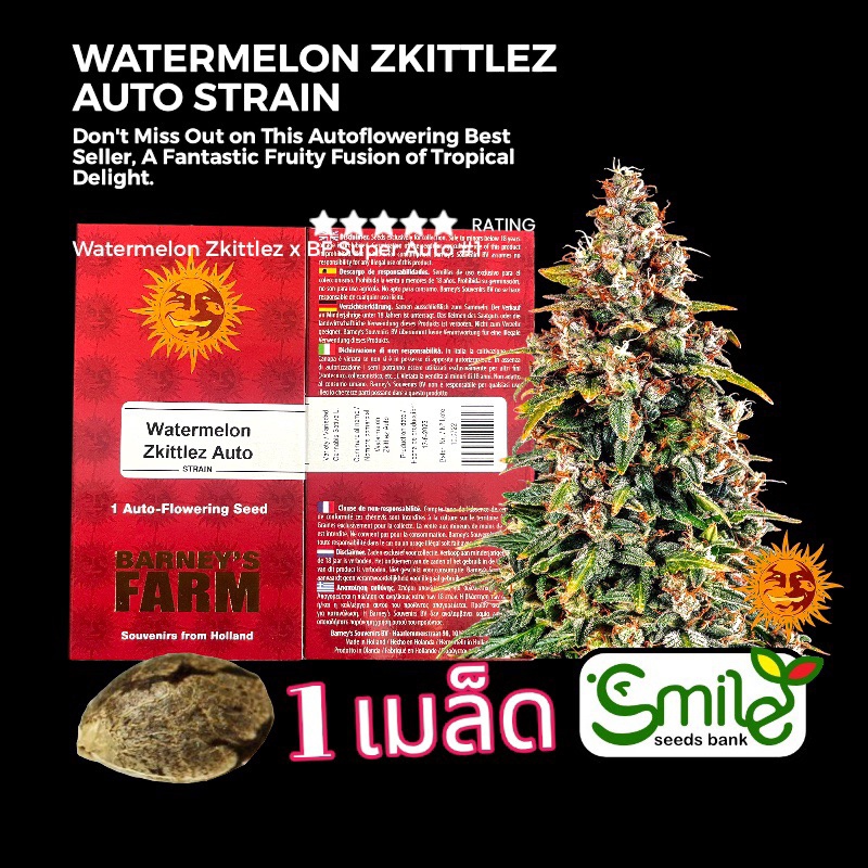 เมล็ดกัญชา Watermelon Zkittlez (Auto) - Barney’s Farm