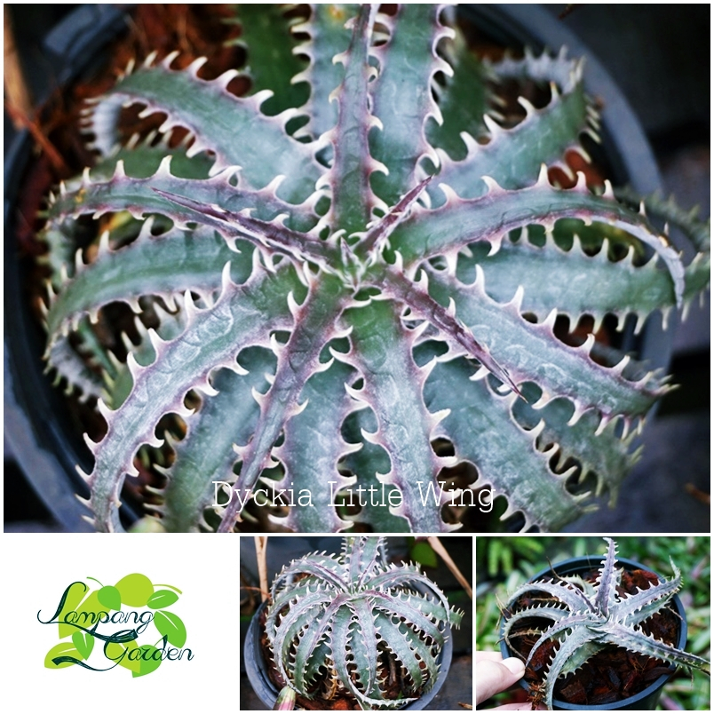 👑ต้น สับปะรดสี Dyckia Little Wing ส่งแบบถอดกระถาง ไม้กระถาง ไม้ใบ 👑