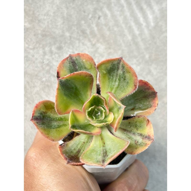 Aeonium Red Fuji Variegated ไม้อวบนำ้ น่ารักๆ กระถาง 2 นิ้ว