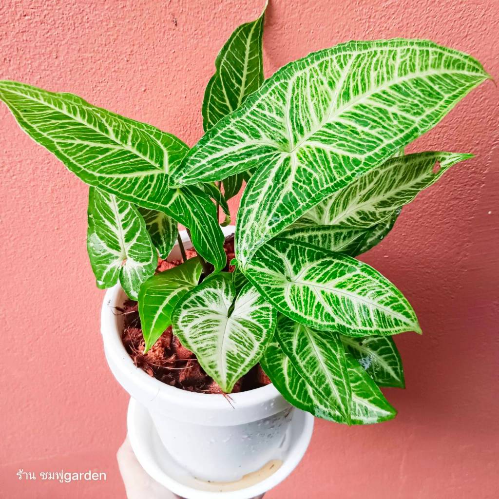 ออมลายกนก (ส่งพร้อมกระถาง)Syngonium Batik เลี้ยงน้ำได้ ไม้ฟอกอากาศ ต้นไม้ กระถาง6นิ้ว ราคา ถูกที่สุด ดีลบีเคเค แกลเลอรีภาพที่ 4