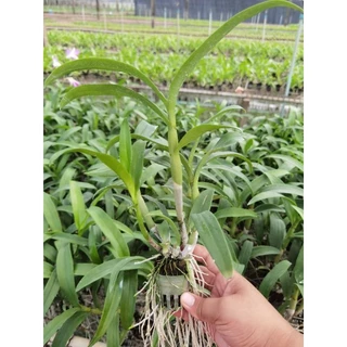 กล้วยไม้หวายกระถางหลากสี 1นิ้ว ราคาส่งจากสวน หลากสี pot plants