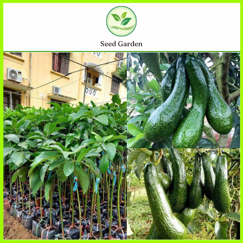 [ต้นจากเมล็ดสูง 60-80ซม.] ต้นกล้าอะโวคาโด A034 กล้าพันธุ์ F1 พันธุ์แท้ ปลูกง่าย เปลือกบาง ข้าวเหนียว