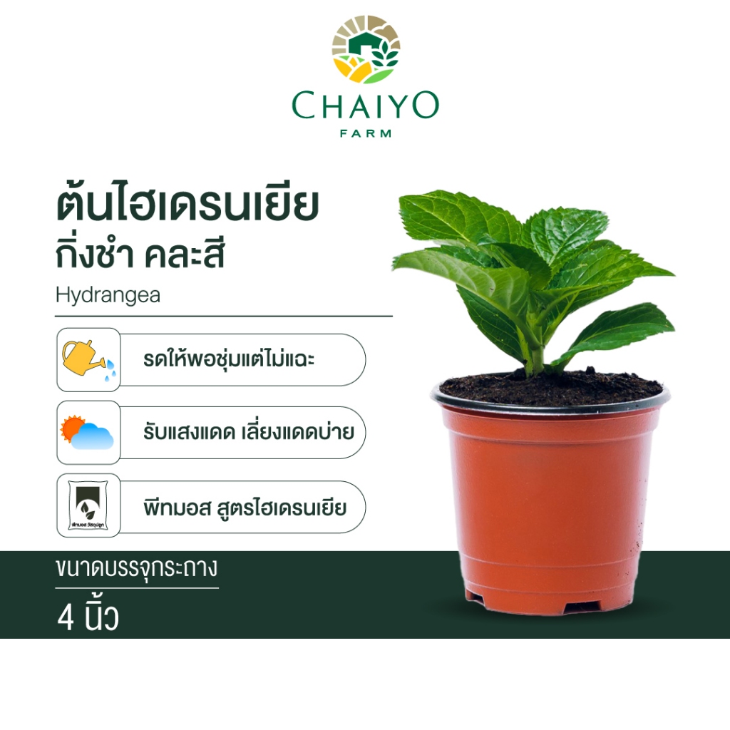 ต้นไฮเดรนเยียกิ่งชำ สายพันธุ์ฝรั่งเศส: ปลูกง่าย ดอกสวย หลากสีสัน