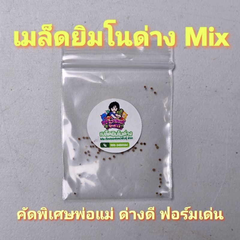 เมล็ดแคคตัสยิมโนด่าง 50 เมล็ดเพียง 9 บาทเท่านั้น❗🔥 พ่อแม่คัดด่างดี ฟอร์มเด่น ราคาดีงาม