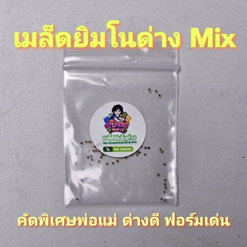 เมล็ดแคคตัสยิมโนด่าง 50 เมล็ดเพียง 9 บาทเท่านั้น❗🔥 พ่อแม่คัดด่างดี ฟอร์มเด่น ราคาดีงาม