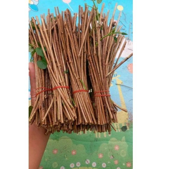 กิ่งพันธุ์ผักสลิดขจรพันธุ์พื้นบ้าน 30 กิ่ง 120 บาท