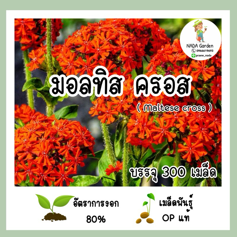 เมล็ดพันธุ์มอลทิสครอส/สกาเล็ตเรด (Maltese cross) บรรจุ 300 เมล็ด สายพันธุ์ OP แท้นำเข้าจากต่างประเทศ