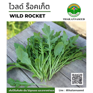 เมล็ดพันธุ์ผักสวนครัว ไวลด์ ร็อคเก็ต ( ขนาด 0.25 กรัม ) รหัสสินค้า 6011
