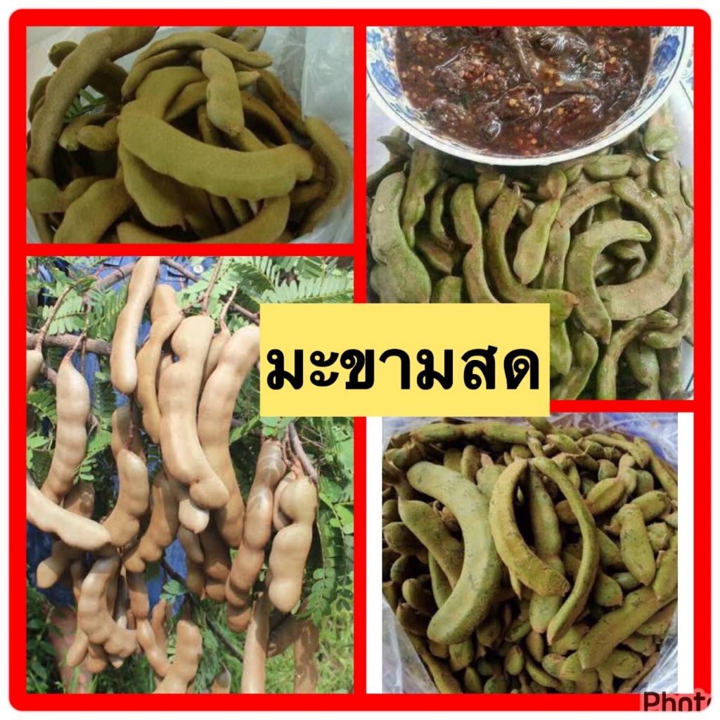 💥มะขาม สดๆ มะขามข้อ ตามฤดูกาล💥มะขามสดปลอดสาร (500กรัม ,1000กรัม)