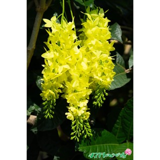 ดอกคูณปลอม ดอกคูณแห้ง ช่อดอกคูน ดอกคูณประดิษฐ์ ดอกราชพฤกษ์ ช…