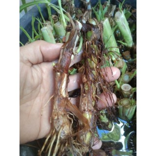 ท่อนพันธุ์หญ้าหวานอิสราเอลใบ ตัดสดพร้อมส่ง จากสวนปลอดสาร