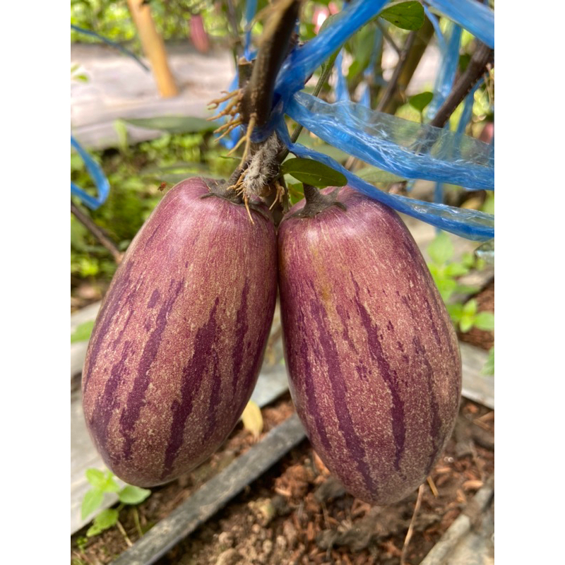 ผลเปปิโนเมลอนpepinomelon