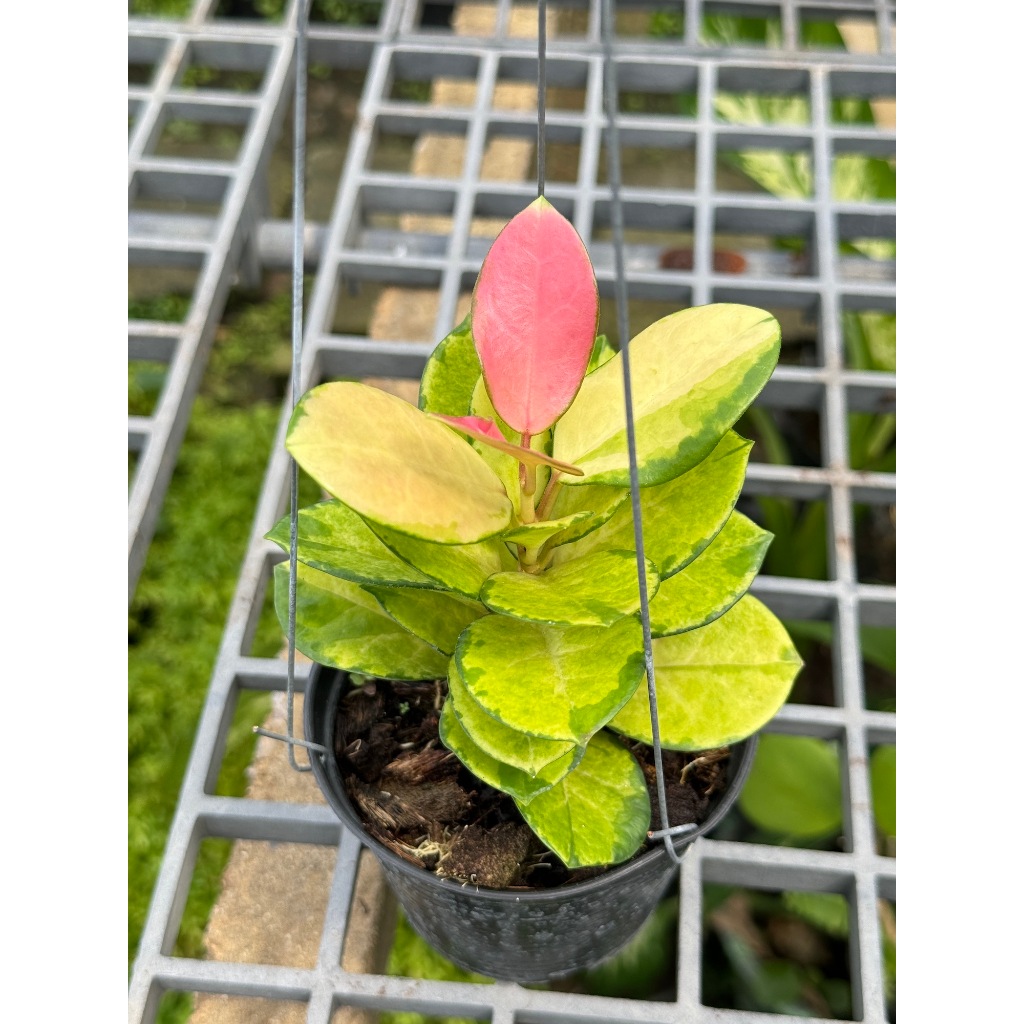 มุมมอง 5