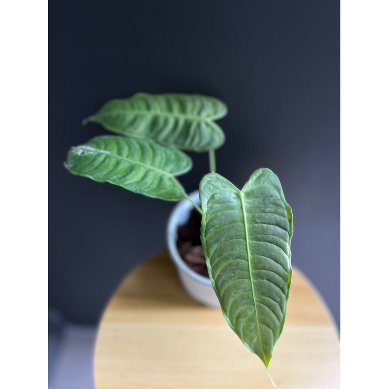 Anthurium king (คิง) สวยย หลายใบ