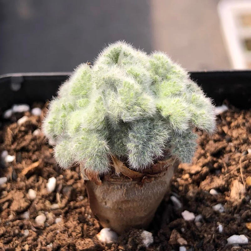 ต้นไม้จิ๋ว ไม้โขด ไม้อวบน้ำ แคคตัส  🌴Pelargonium appendiculatum🌴