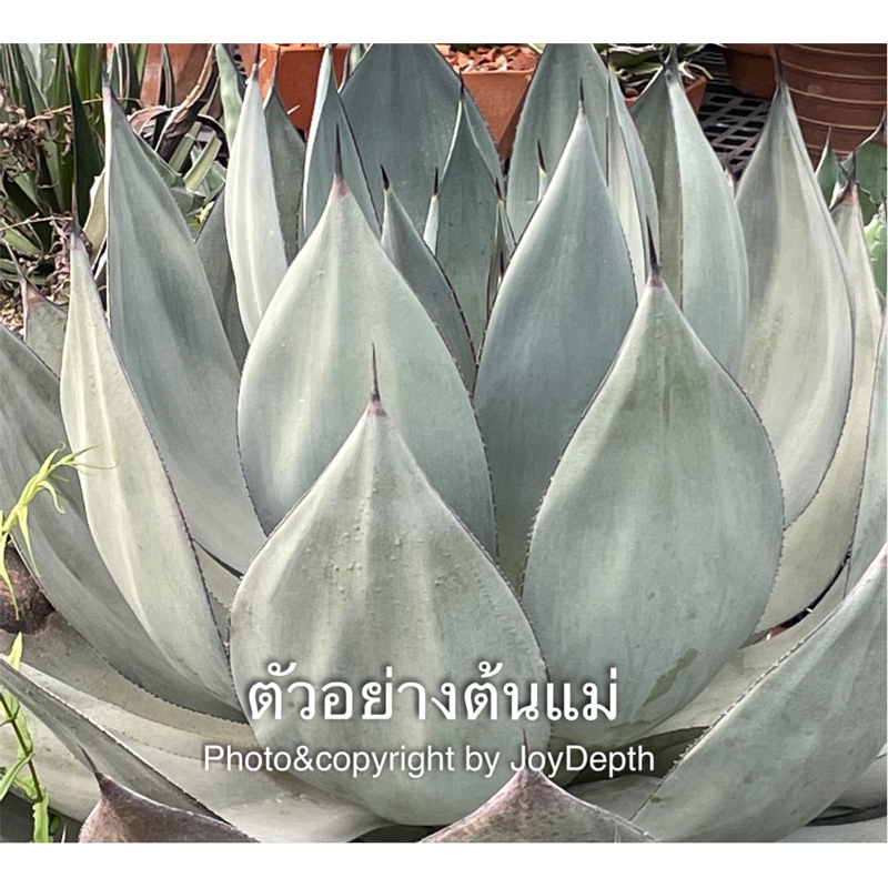 Agave Celsii Nova ขายต้นละ@ 365 บาท ราคา ถูกที่สุด ดีลบีเคเค