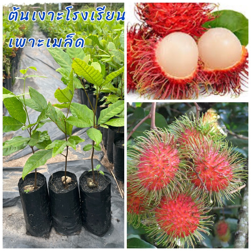ต้นเงาะโรงเรียน (เพาะเมล็ด) ติดผลดก รสชาติหวานฉ่ำ ร่อนเม็ดง่าย ปลูกง่าย
