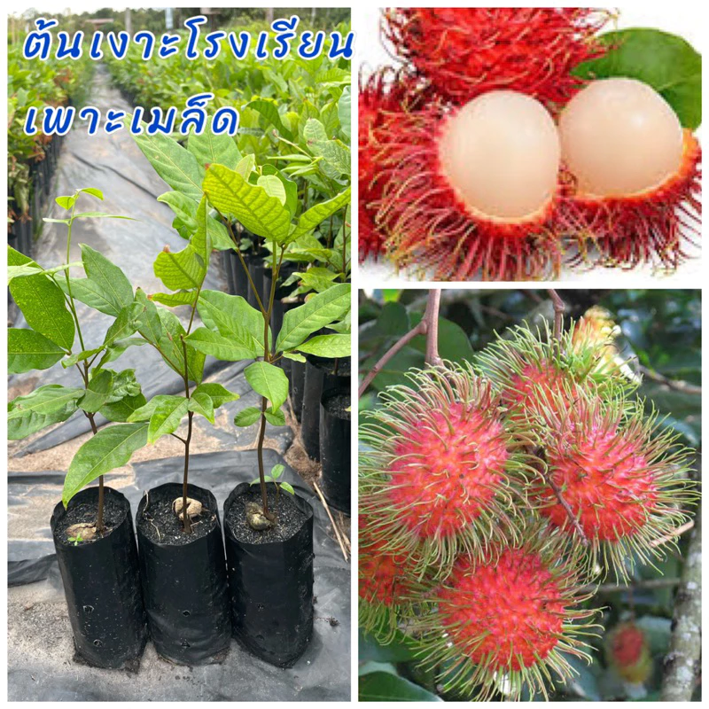 ต้นเงาะโรงเรียน (เพาะเมล็ด) ติดผลดก รสชาติหวานฉ่ำ ร่อนเม็ดง่าย ปลูกง่าย