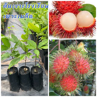 ต้นเงาะโรงเรียน (เพาะเมล็ด) ติดผลดก รสชาติหวานฉ่ำ ร่อนเม็ดง่าย ปลูกง่าย