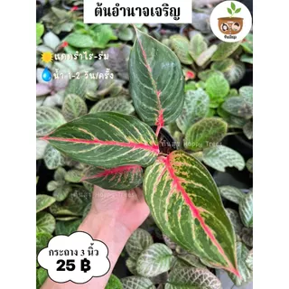 ต้นอำนาจเจริญ จัดส่ง 2 ต้นขึ้นไป คละแบบได้
