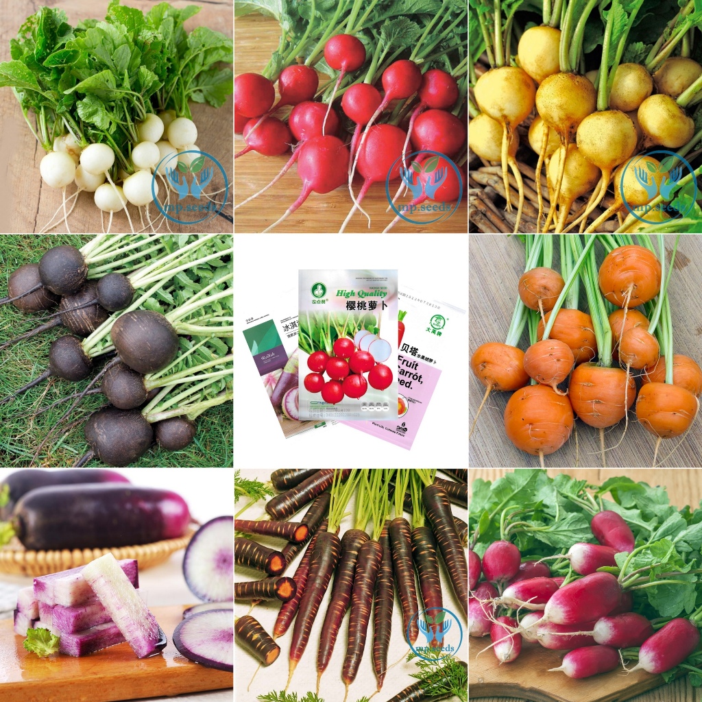 เมล็ดพันธุ์ชุด แรดิช  แครอท บีทรูท หัวผักกาด