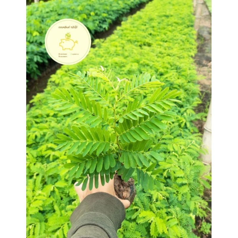 ต้นมะขามเปรี้ยวยักษ์  มะขามกระดาน ➡️ ขนาด 20-35 ซม.  #ราคาถูก  ต้นสวยแข็งแรง  ❗️สินค้าเสียหายเคลมฟรี❗️