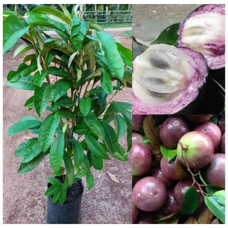ต้นแอปเปิ้ลสตาร์/หมากน้ำนม/ขนาด60-70ซม. ผลใหญ่สีม่วงรสหวาน