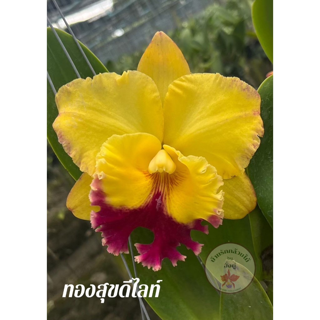 กล้วยไม้แคทลียา ทองสุขดีไลท์ กล้วยไม้ ต้นพร้อมให้ดอก แคทลียา ส่งตรงจากสวน มีเก็บเงินปลายทาง พร้อมส่ง🚚