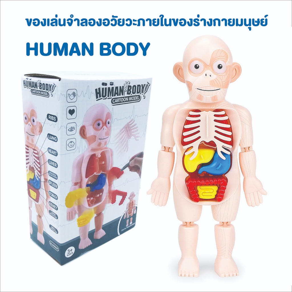 ของเล่นจำลองอวัยวะภายในของร่างการมนุษย์ โมเดลการ์ตูนร่างกาย HUMAN BODY สื่อการสอนอวัยวะภายในให้เด็กๆเข้าใจมากขึ้น