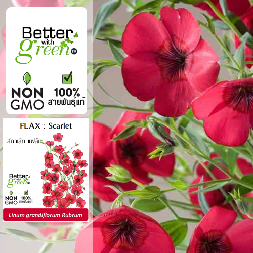 เมล็ดพันธุ์ แฟล็ก สกาเล็ท 150 เมล็ด (FLAX : Scarlet) นำเข้า การันตีสายพันธุ์