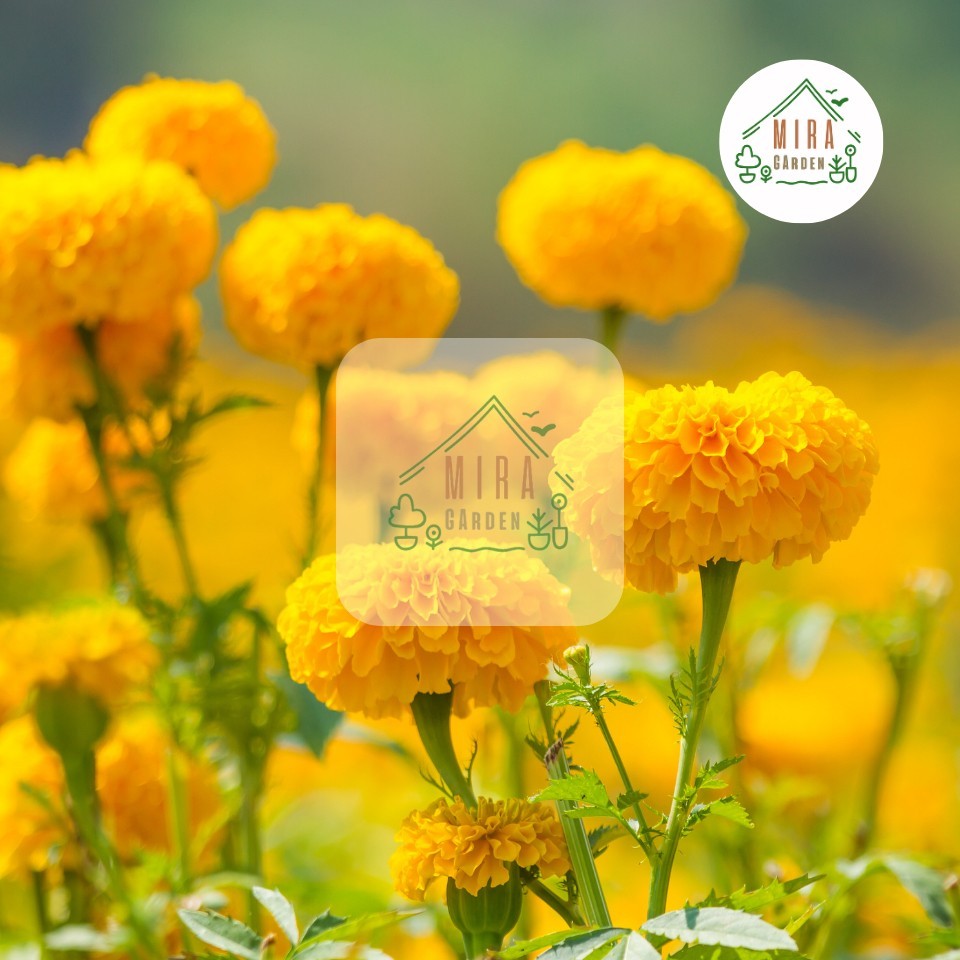 เมล็ดพันธุ์ ดอกดาวเรืองใหญ่ ขนาดดอก5-8 ซม. 300เมล็ด - รูปที่ 2