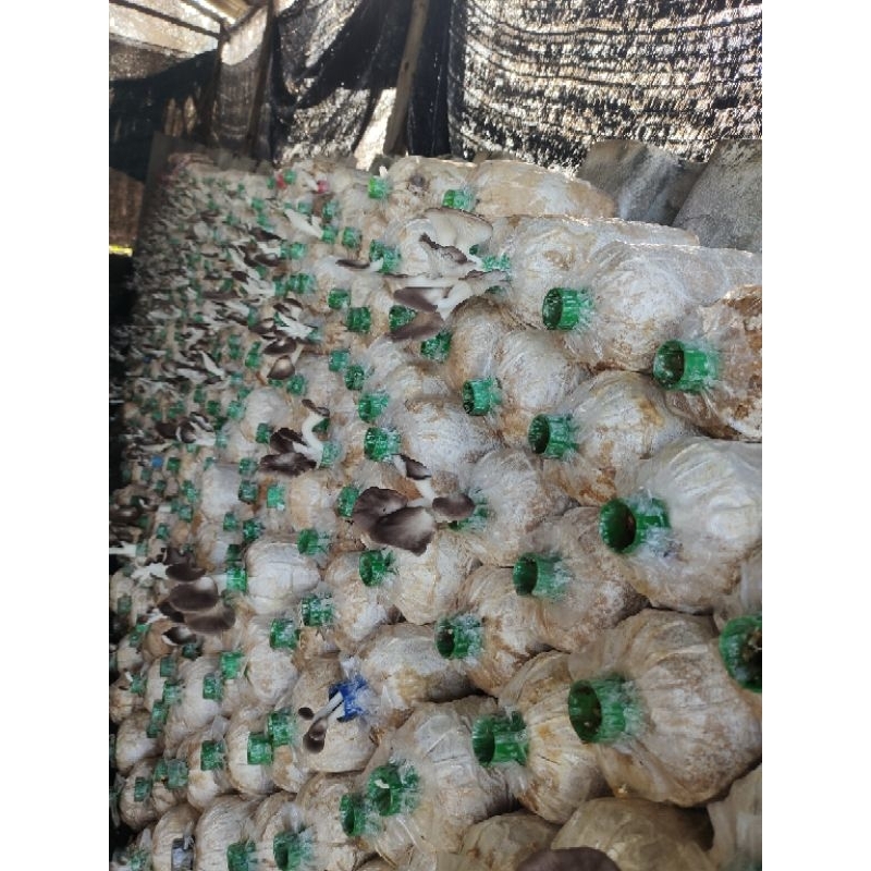 ก้อนเชื้อเห็ดนางฟ้าภูฐาน 20 ก้อน240บาท