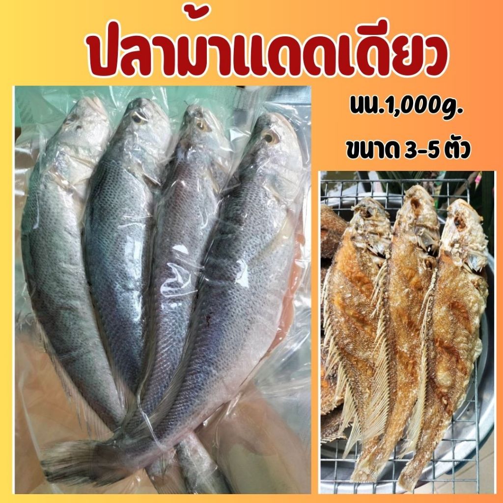 🔥จัดส่งเร็ว🔥ปลาม้าแดดเดียว อร่อย เค็มน้อย ไม่ใส่สารกันเสีย เนื้อปลาจะไม่แข็งกระด้าง ขนาด 3-4 ตัว/กก.