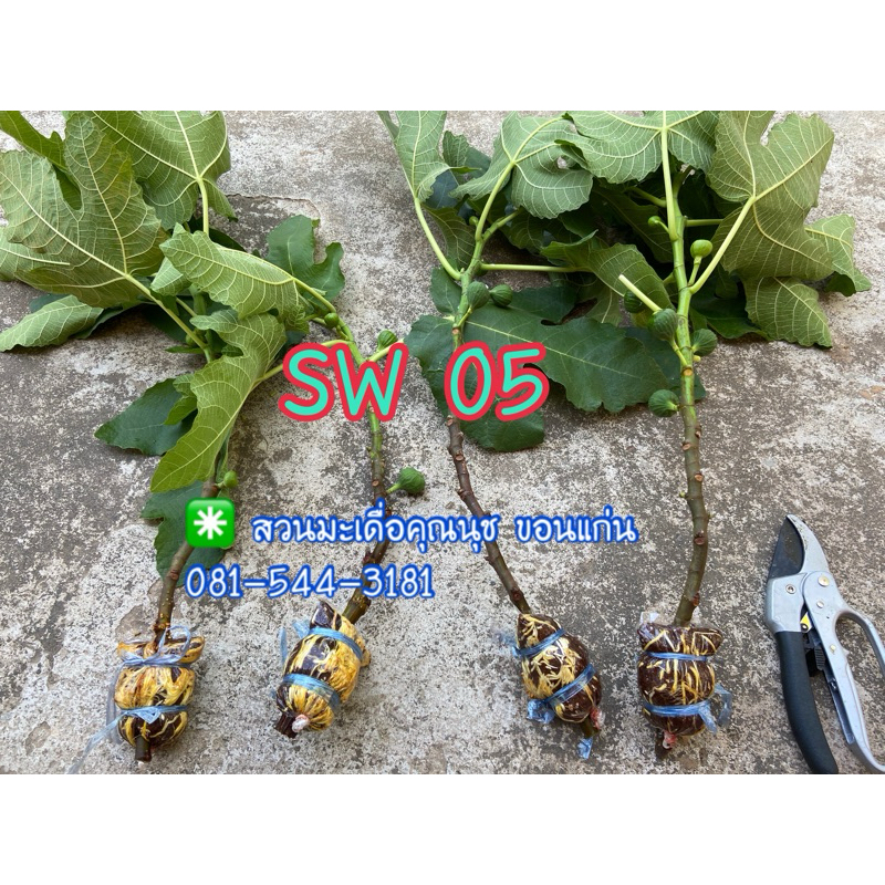 กิ่งตอน 1กิ่ง มะเดื่อฝรั่ง สายพันธุ์ sw05 หวานฉ่ำ เมล็ดน้อย ติดผลดก /sw05 figs airlayer