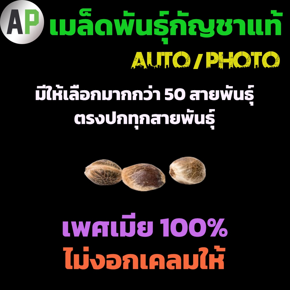 [ คัดเพศเมีย] เมล็ดกัญชา เมล็ดพันธุ์กัญชา กอลิล่า x หางกระรอก / AK 47 / KD เกาะเต่า x ลุงดำ KD ม่วง เมล็ดสายพันธุ์แท้