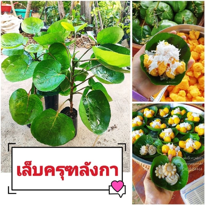 ต้นเล็บครุฑลังกา,จานอาหารธรรมชาติชาติ,ใบรับประทานได้ ต้นเเข็งเเรงพร้อมปลูก สินค้าเสียหายยินดีเคลมฟรี – โปรปัง