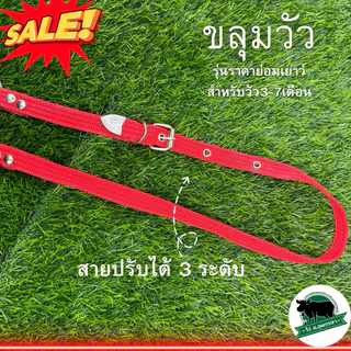ขลุมวัว ขลุมจูงวัว รุ่นราคาย่อมเยาว์ เม่าวัว สายจูงวัว