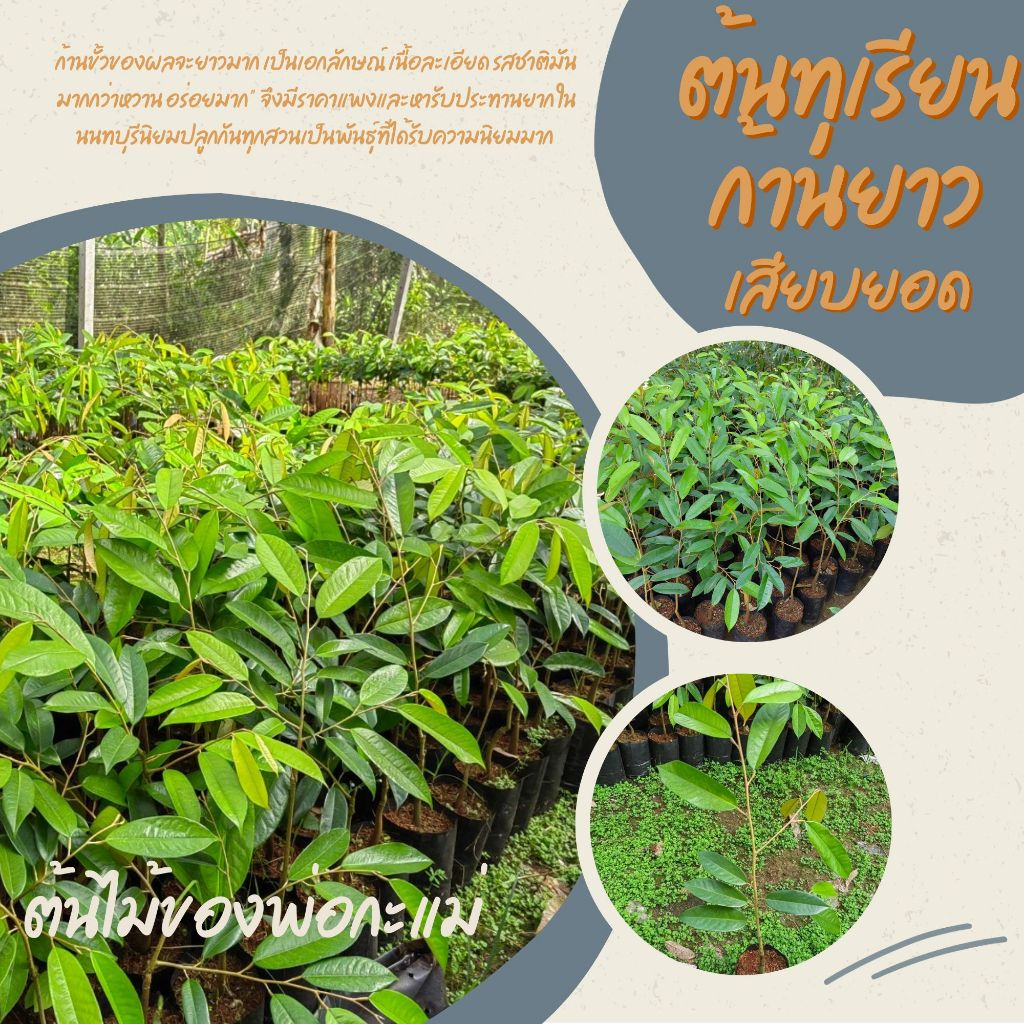 ต้นทุเรียน​ก้านยาว​นน(เสียบยอด)2ต้นสูง​ 50-60 ซม.​