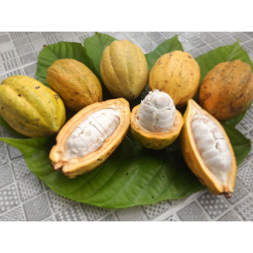 ต้นโกโก้​ พันธุ์​ชุมพร​1   ชุด12ต้น สูง​ 30ซม.โตไวพร้อมปลูก - รูปที่ 3