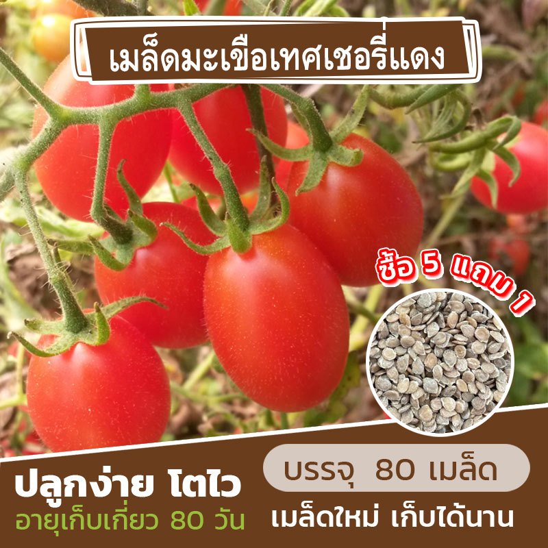 เมล็ดมะเขือเทศเชอรี่แดง พันธุ์ทับทิมแดง แบ่งขาย 80 เมล็ด (ซื้อ 5 แถม 1) คละชนิดได้