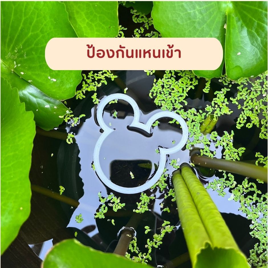 แหวนให้อาหารปลา ที่กั้นอาหารปลา ห่วงให้อาหารปลาป้องกันแหนเข้า อุปกรณ์เสริมสำหรับให้อาหารปลา 8 แบบให้เลือกตามใจชอบ