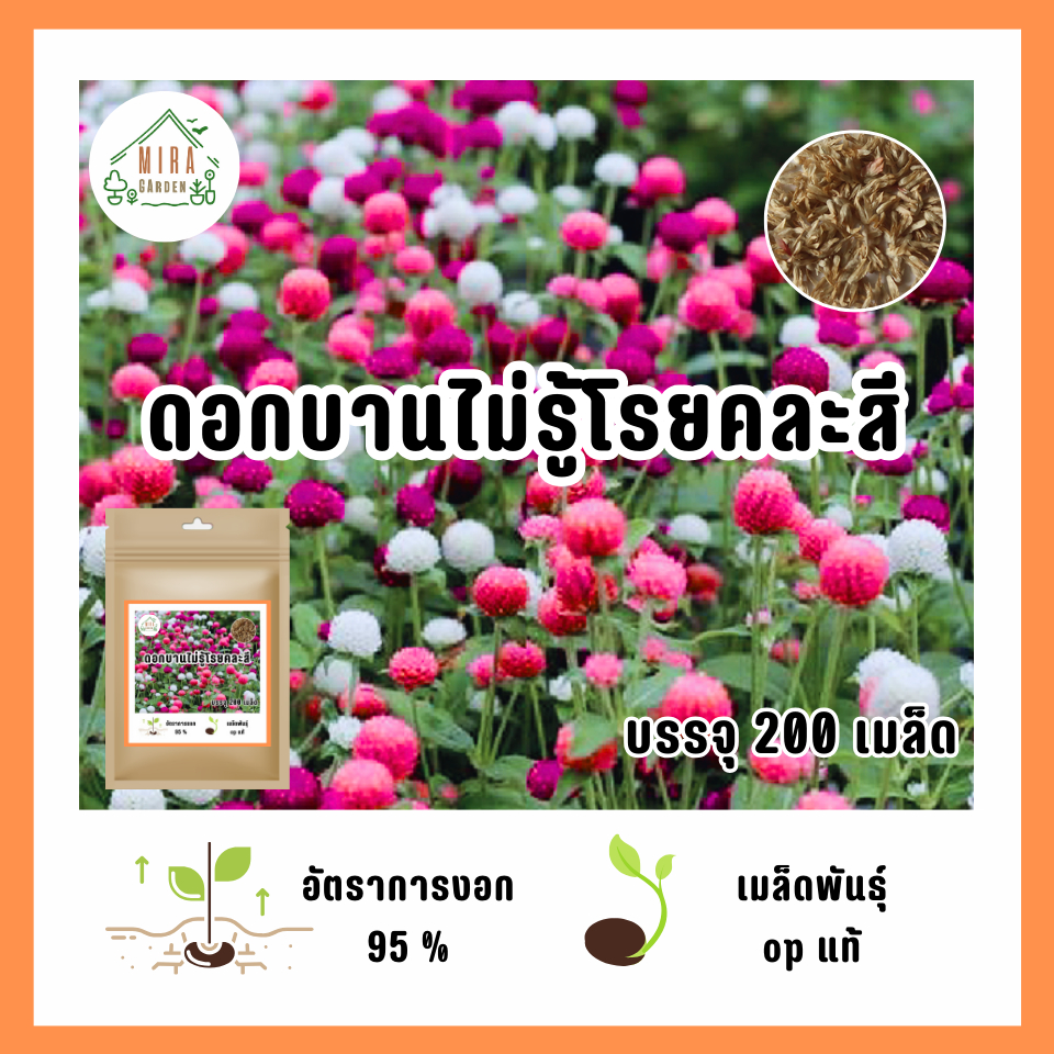 เมล็ดพันธุ์ ดอกบานไม่รู้โรย บรรจุ 200 เมล็ด