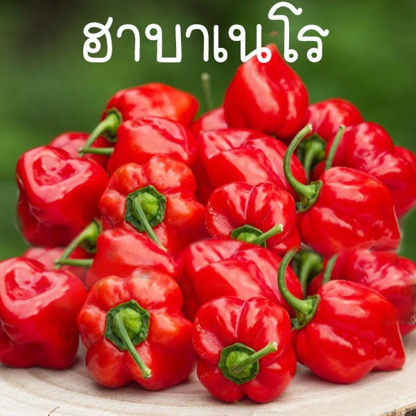 เมล็ดพันธุ์ พริก ฮาบาเนโร่ ถูกที่สุด 10 บ. เมล็ดพันธุ์พริกฮาบาเนโร่ สีแดง 4-20 เมล็ด นำเข้า100% เผ็ดที่สุด!!
