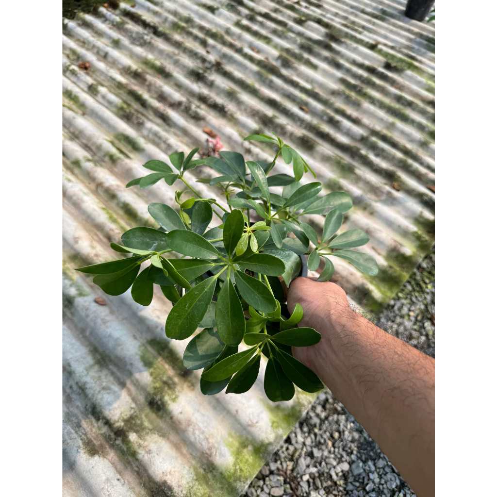 มุมมอง 8