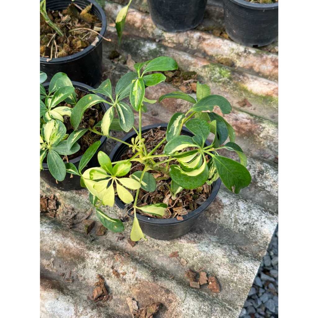 มุมมอง 6