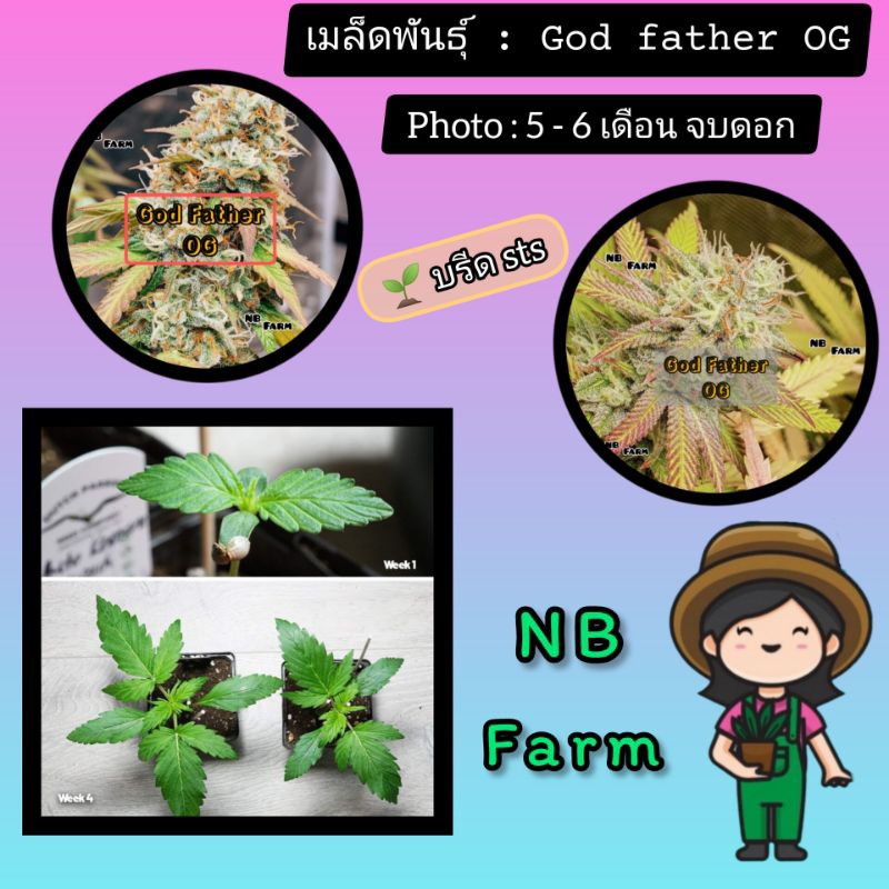เมล็ดพันธุ์ GOD Father OG - Photo คัดเพศเมีย บรีด sts