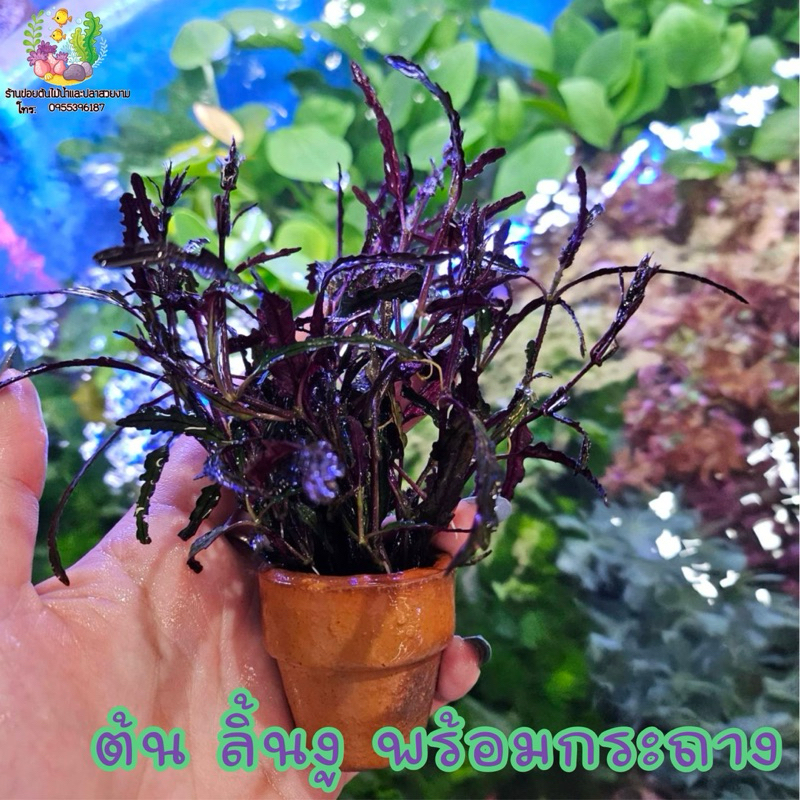 ลิ้นงู (พร้อมกระถาง)
