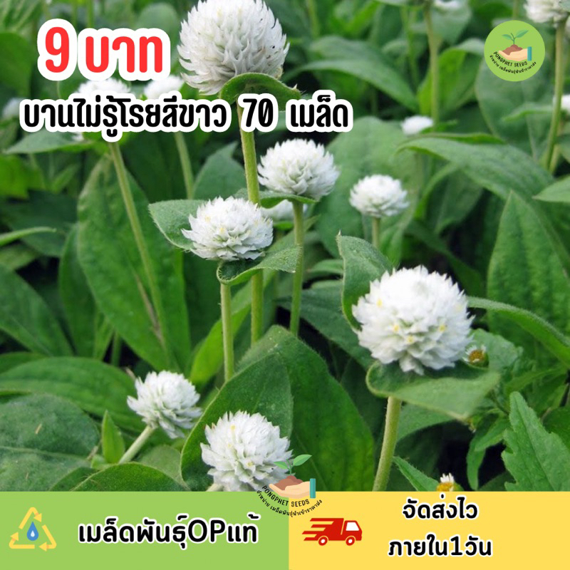 9 บาท เมล็ดพันธุ์ดอกบานไม่รู้โรยขาวล้วน บรรจุ 70 เมล็ด