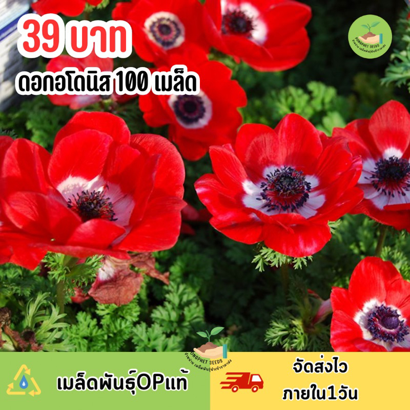 เมล็ดพันธุ์ ดอกอโดนิสสีแดง บรรจุ 100 เมล็ด